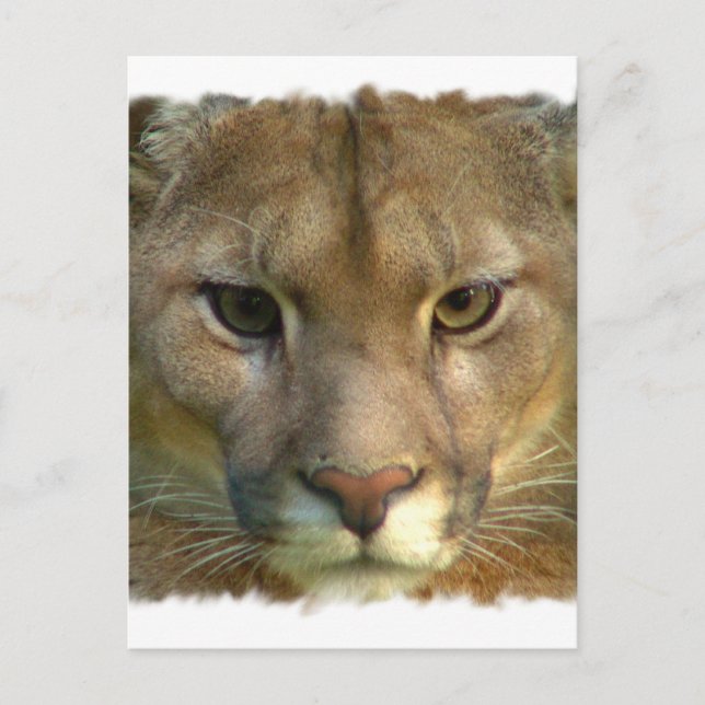Puma Mountain Cat Postcard (Front)