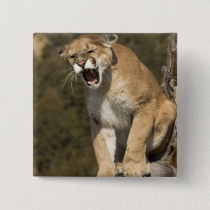 Puma or mountain lion, puma concolor, Captive - 15 Cm Square Badge