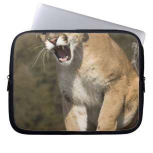 Puma or mountain lion, puma concolor, Captive - Laptop Sleeve