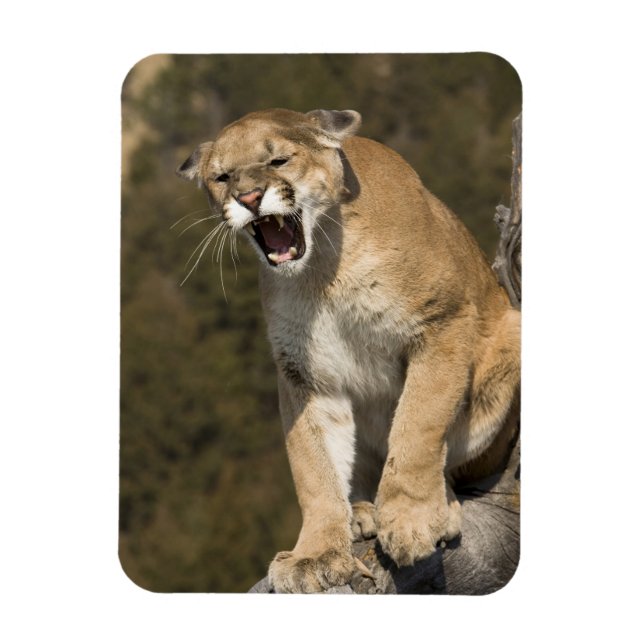 Puma or mountain lion, puma concolor, Captive - Magnet (Vertical)
