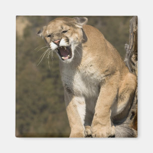 Puma or mountain lion, puma concolor, Captive - Magnet