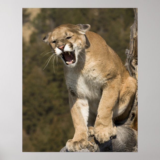 Puma or mountain lion, puma concolor, Captive - Poster (Front)