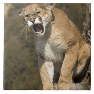 Puma or mountain lion, puma concolor, Captive - Tile
