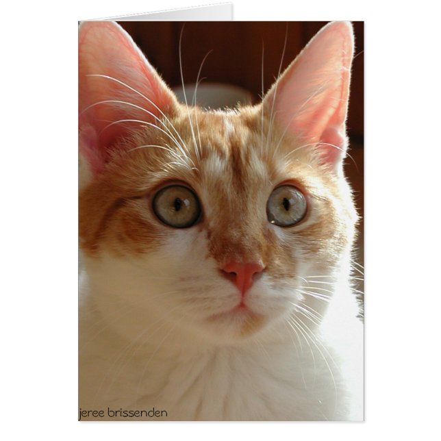 Pumpernickel (Front)