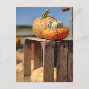 Pumpkin and Gourd card