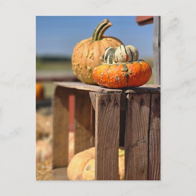 Pumpkin and Gourd card (Front)