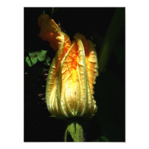 Pumpkin Blossom Photo , Botanical Print