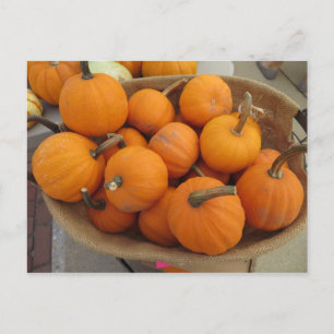 Pumpkin Bundle Postcard