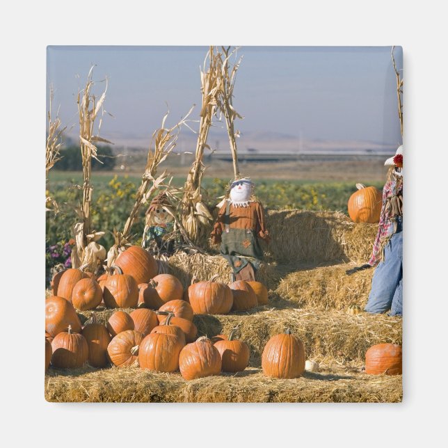 Pumpkin display with hay bales and scarecrows magnet (Front)