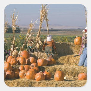 Pumpkin display with hay bales and scarecrows square sticker
