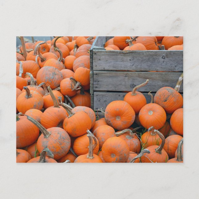 Pumpkin farm print postcard (Front)