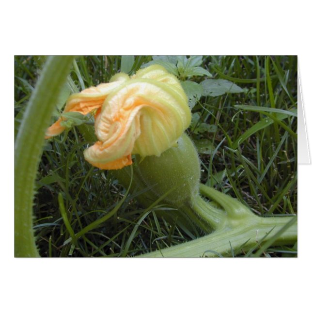 Pumpkin Forming card (Front Horizontal)