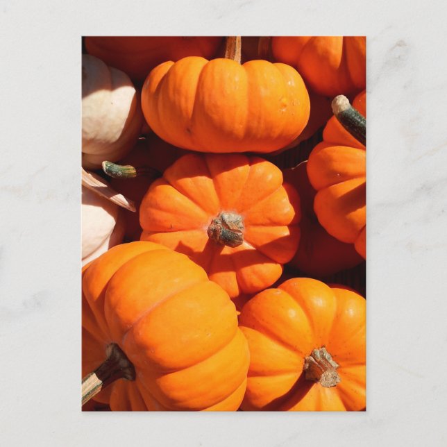Pumpkin halloween jack o lantern orange pumpkins postcard (Front)