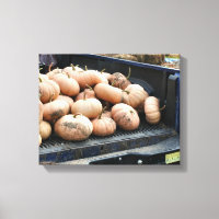 Pumpkin Harvest On Pickup Truck Fall
