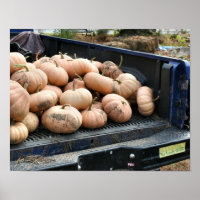 Pumpkin Harvest On Pickup Truck Fall