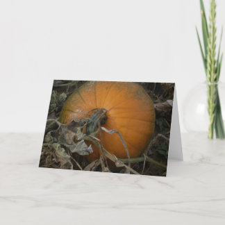 Pumpkin in the field card