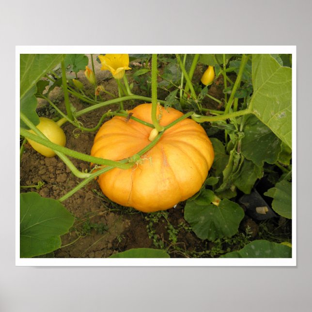 Pumpkin in the Garden Poster (Front)