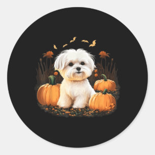 Pumpkin Maltese Dog Costume On Maltese Dog Classic Round Sticker