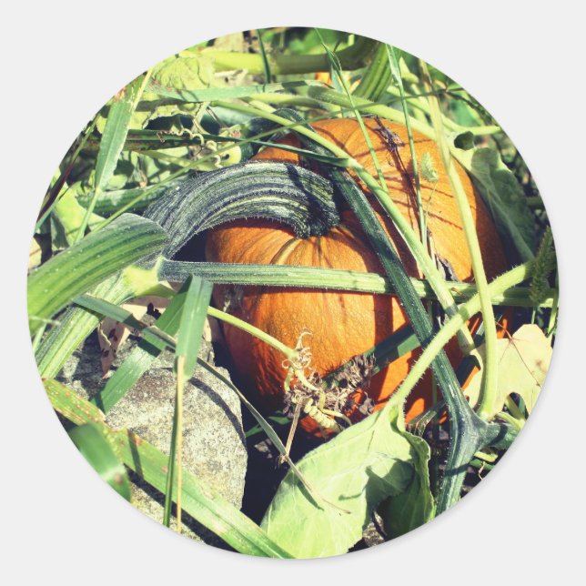 Pumpkin On Vine Nature  Classic Round Sticker (Front)