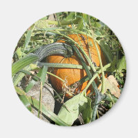 Pumpkin On Vine Nature Photography