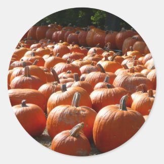 Pumpkin Patch Autumn Harvest Photography Classic Round Sticker