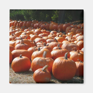 Pumpkin Patch Autumn Harvest Photography Magnet