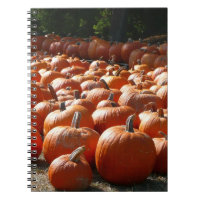 Pumpkin Patch Autumn Harvest Photography