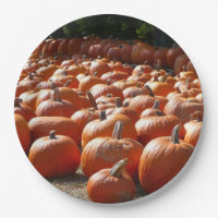 Pumpkin Patch Autumn Harvest Photography