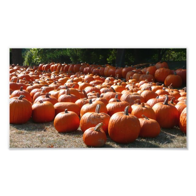 Pumpkin Patch Autumn Harvest Photography Photo Print (Front)