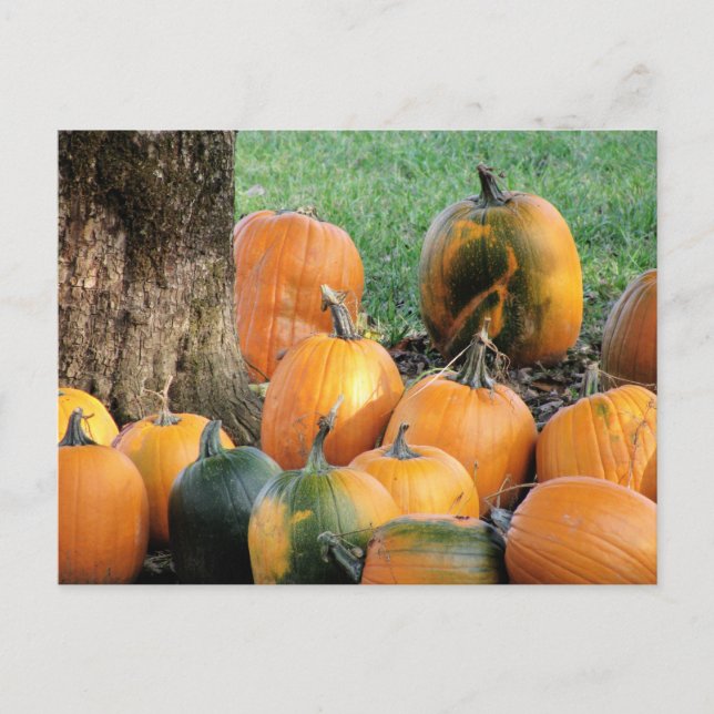 Pumpkin Patch By A Tree Postcard (Front)