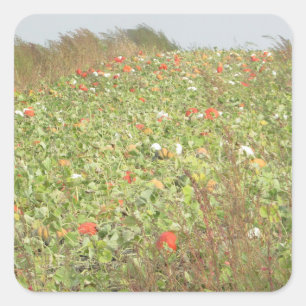 Pumpkin Patch  Halloween Stickers