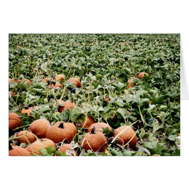 Pumpkin Patch in Lawrence, KS (Front Horizontal)