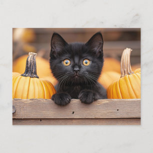 Pumpkin Patch Kitten Postcard