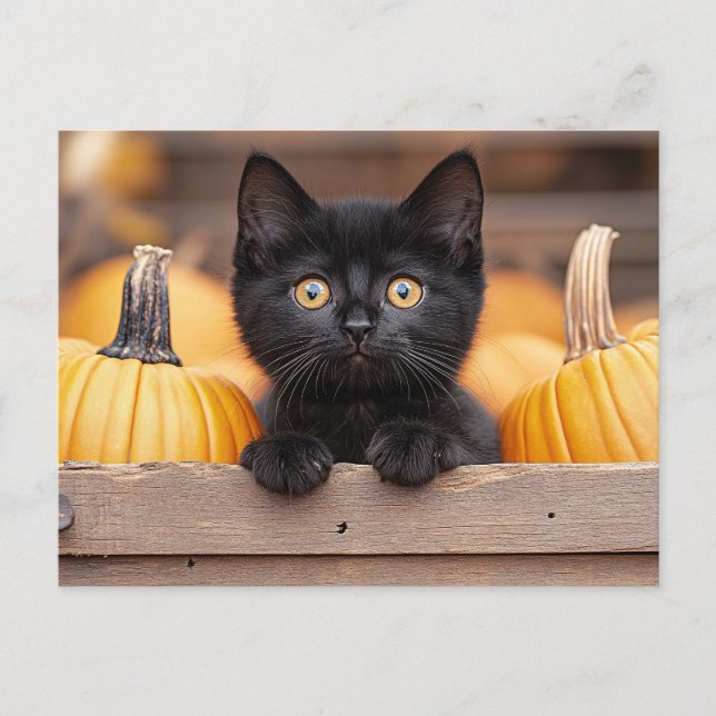 Pumpkin Patch Kitten Postcard (Front)