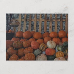 Pumpkin Patch Photo Pumpkins Thanksgiving Holiday Postcard