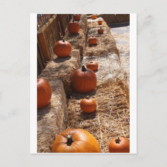 Pumpkin Patch Postcard (Front)
