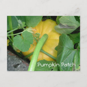 Pumpkin Patch Postcard