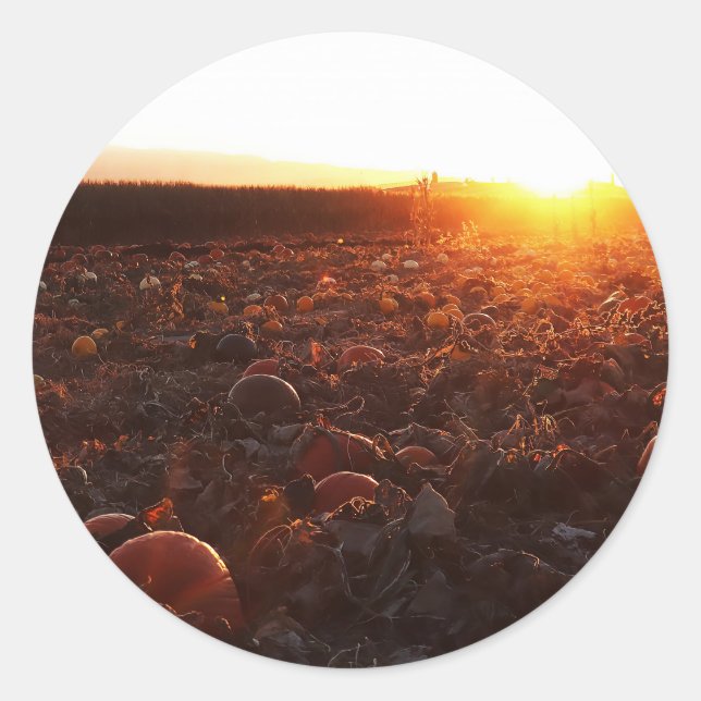 Pumpkin Patch Sunset B Classic Round Sticker (Front)