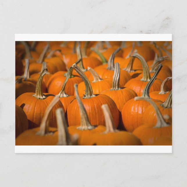 Pumpkin picking postcard (Front)