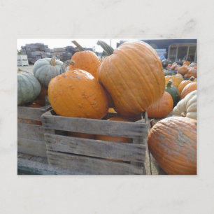 Pumpkin Pile Postcard