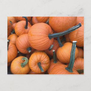 Pumpkin Pile! Postcard