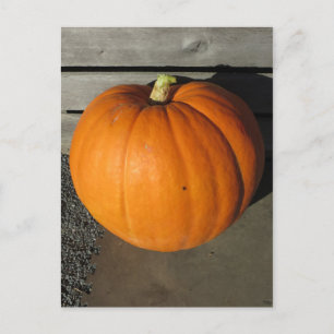 Pumpkin Postcard