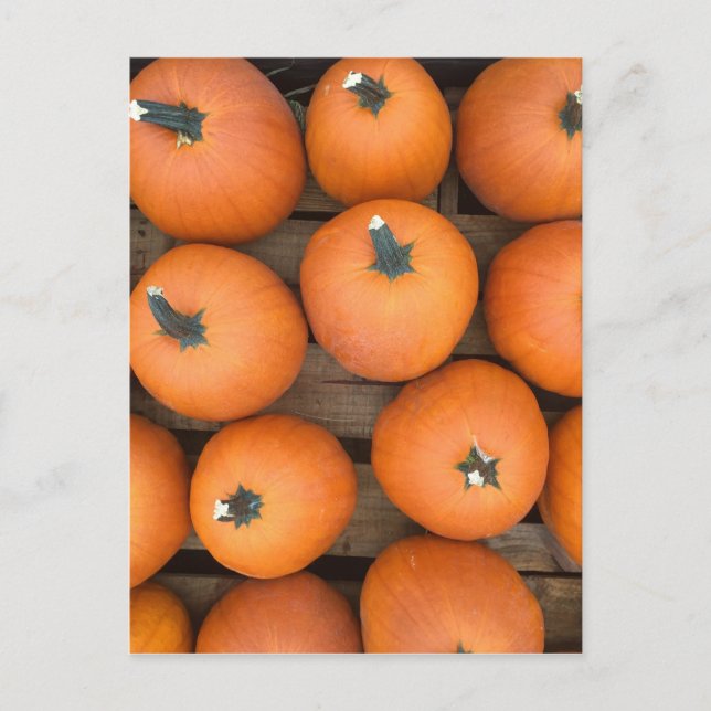 Pumpkin Rows Postcard (Front)