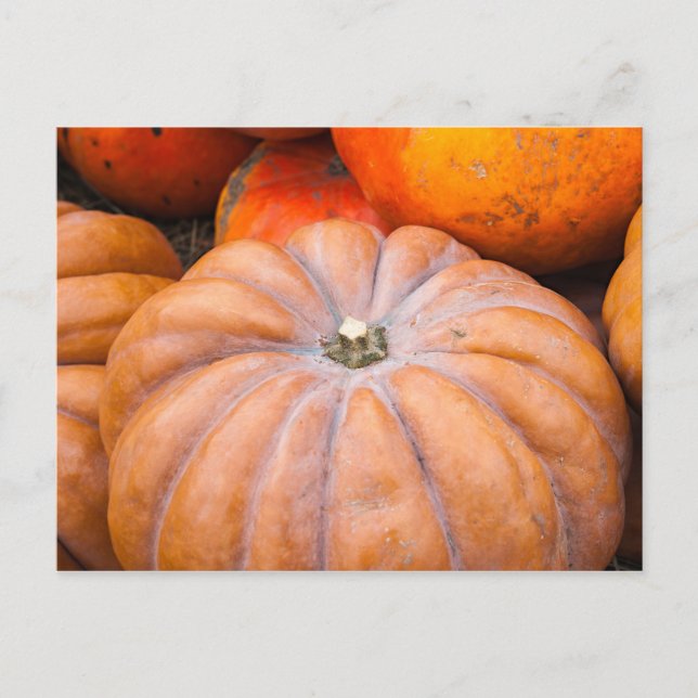 Pumpkin Season Postcard (Front)