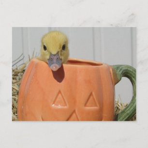 Pumpkin Spice Postcard