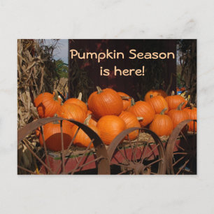 Pumpkin Wagon Photo Postcard