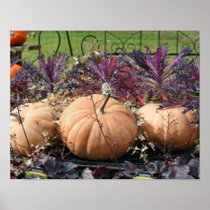 Pumpkins And Fall Plants Poster