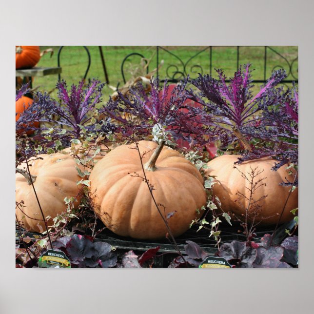 Pumpkins And Fall Plants  Poster (Front)