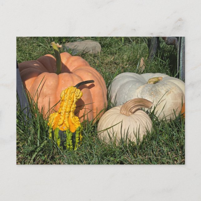 Pumpkins and Gourds Holiday Postcard (Front)