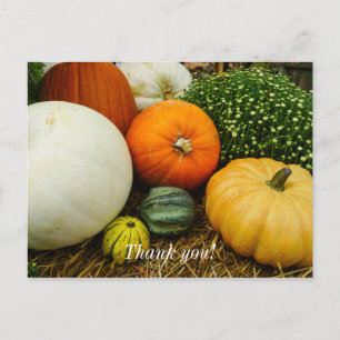 Pumpkins And Gourds Postcard